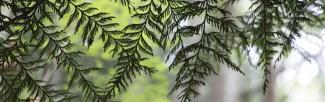 cedar forest