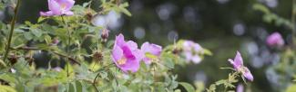wildroses